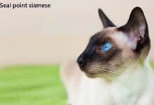 seal point siamese