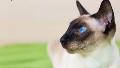 seal point siamese