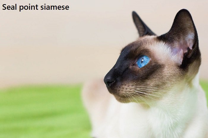 seal point siamese